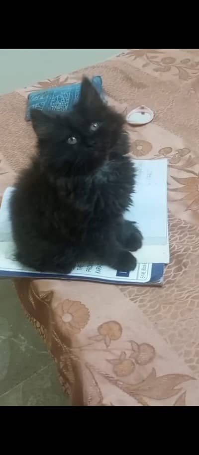 Persian kitten triple coat for sale