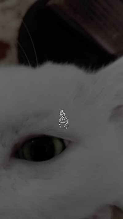 for free we are just finding best owner to give him a safe home