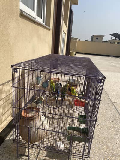 Austrailian budgies Breeder Pair And Cage For Sale