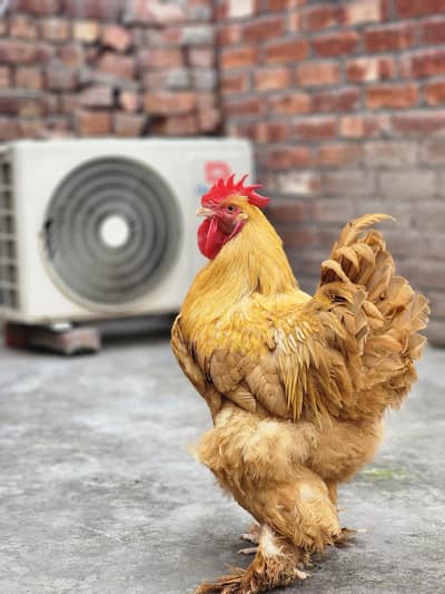 Golden Heavy Buff Male Breeder (Rooster)