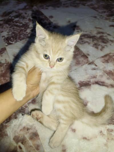 persian kittens