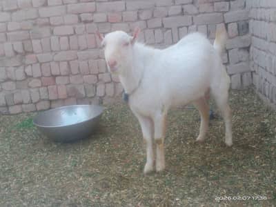 teddy Russian breeder male