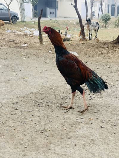 Aseel murga whatsapp number 03234664514