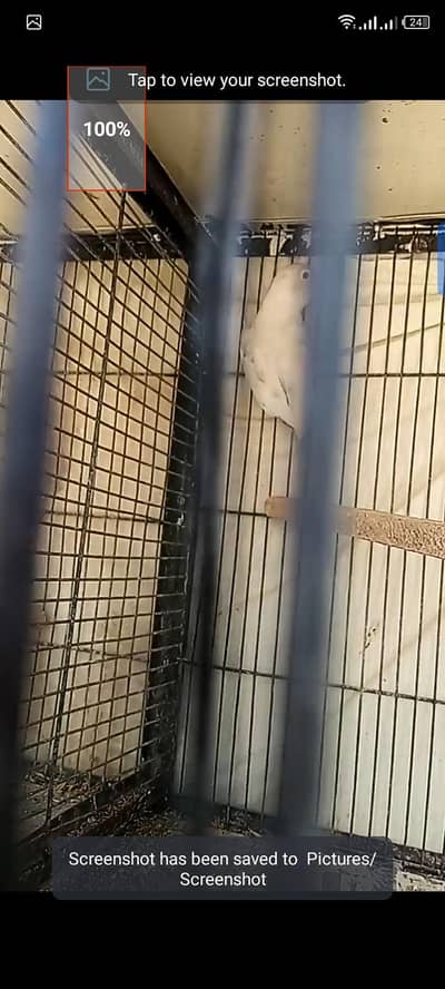 love birds pastle male  for sell see details