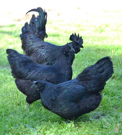  Rare Ayam Cemani Hatching Eggs – Pure Black Beauty! 