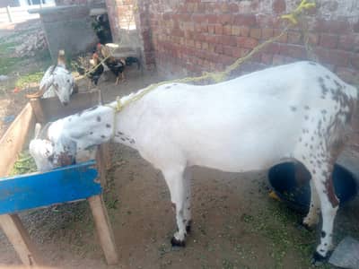 pure Desi ablak goat with female kid
