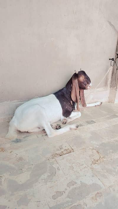 Gubban bakrian available 03342637391