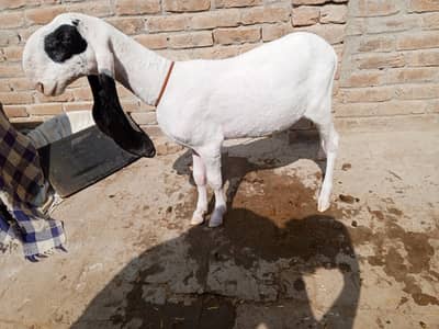 ٹاپ کوالٹی پیور  گلابی چھترا