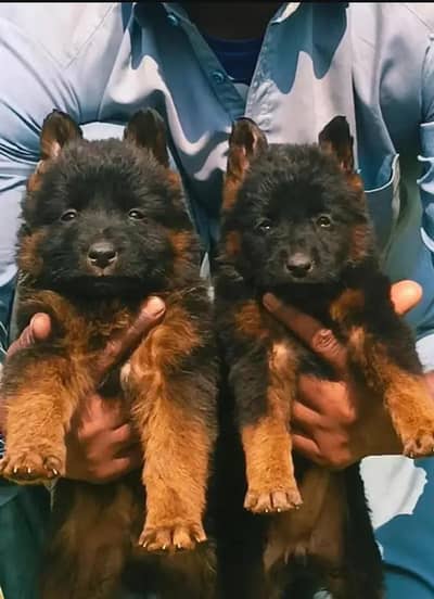 German Shepherd long coat piar for sale available