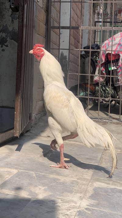 Pure aseel heera murga