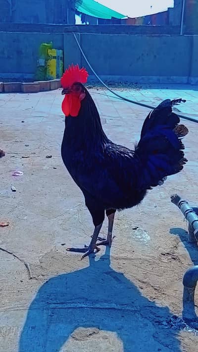 black and parpal shade murgha for sale