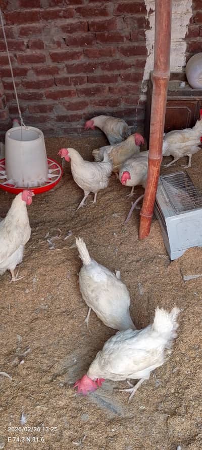 Healthy Commercial Layer Chickens – Fully Vaccinated & Well Maintaine