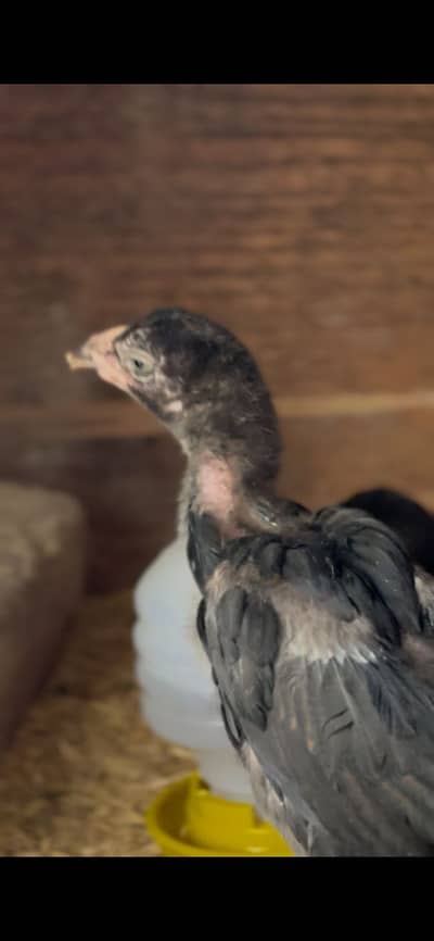 Aseel chick available