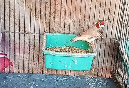 mutation male ready to first breed forsell