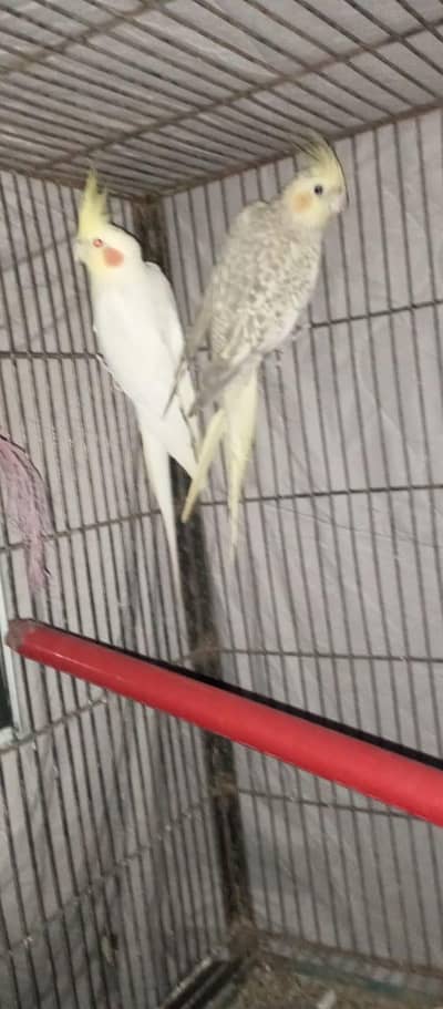 cocktail breeder pair urgent for sale