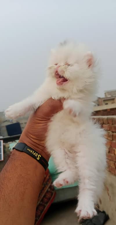 Punch face Persian white kitten ice toys