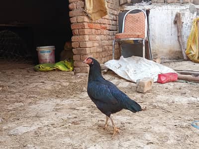 Crosss of jawa and mushki