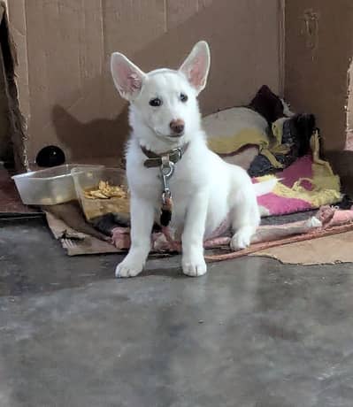 Russian Male dog for sale