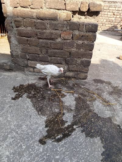 One chick male for sale