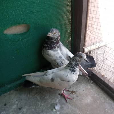 pigeon kalsiray pair