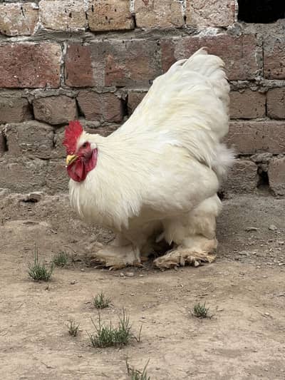 White Buff Pair - Male 7 month Female 3.5 month