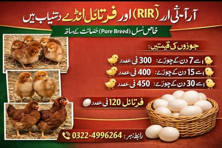 RIR Chicks & Furtile Eggs Pure Quality Breed