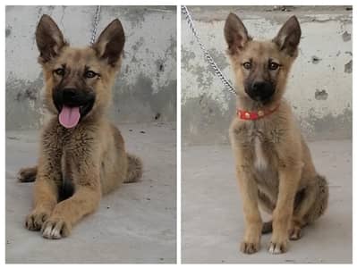alsatian male puppy for sale