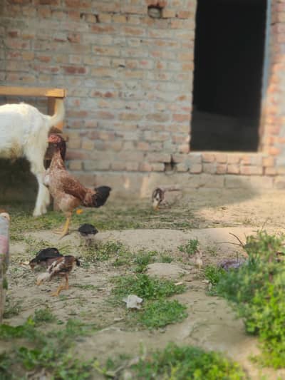 for sel morgi Pakistani