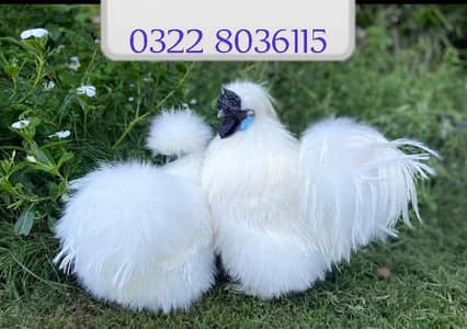 White Silkie Fancy Hens For Sale