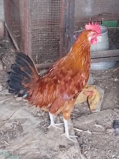 Dasi hens for sale 2 male 3 female