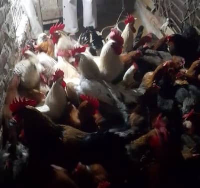 desi murgi ande wali