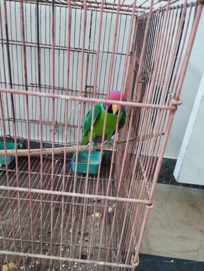 Plum Headed Parakeet
