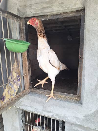  O shamo  fetile eggs 