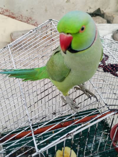 1- bolne wala parrot he  2- ring neak