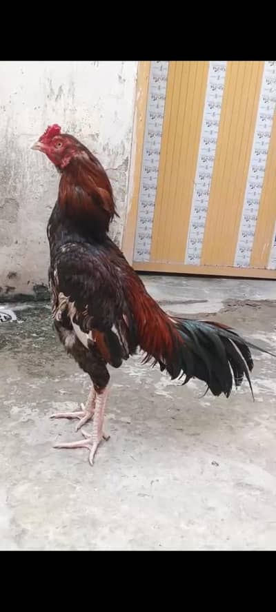 aseel mianwale patha ramputi bloodline