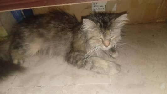 Male longhair Cat for sale - Calm & Friendly