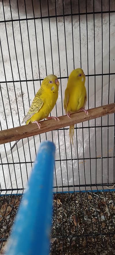 fellow male red eyes female bredr pair