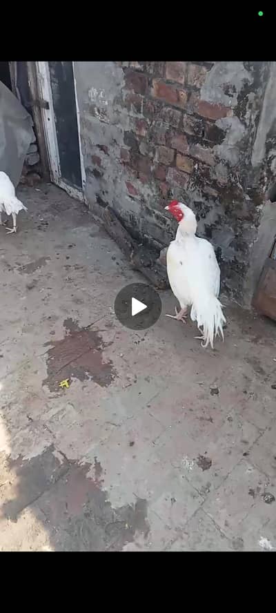 chicks For Sale Parents pics attached