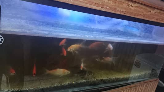 Fish Aquarium,Aquarium Tank,Fish Tank,Aquarium Set,Glass Aquarium,Fish