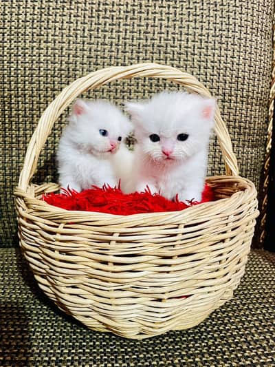 white Persian kitten|Triple long coated|punch Face|Blue Eyes kittens