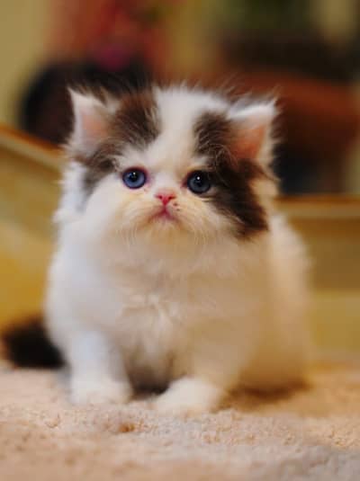 white Persian kitten|Triple long coated|punch Face|Blue Eyes kittens