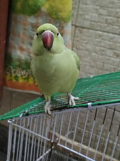 green parrot
