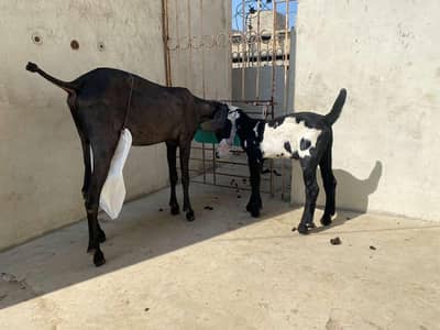 pure beetal pair or one Male kid