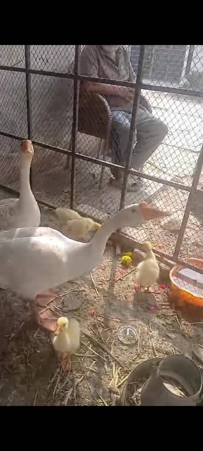 Long Neck Ducks With Chicks