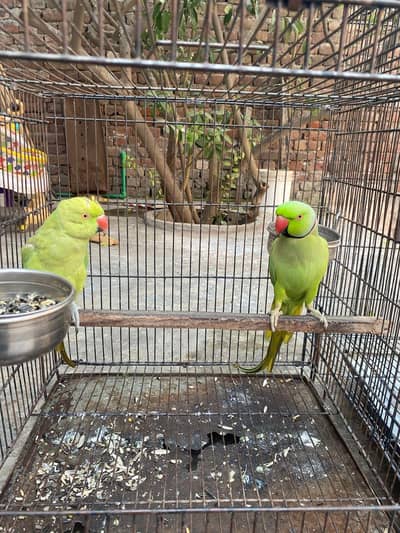 khata pair for sale
