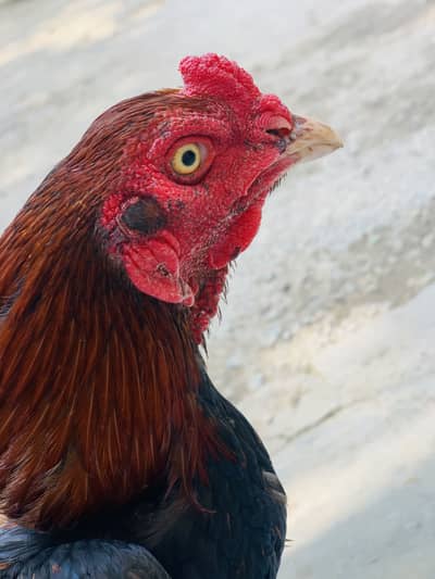 Aseel murga WhatsApp number 03234664514