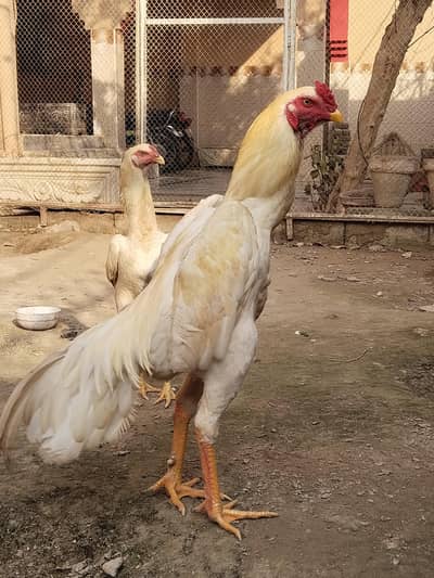 |white |shamo | eggs |