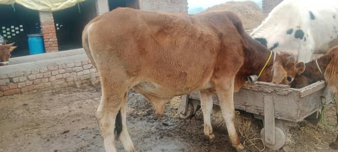 buht pyara wacha. abi donda nai howa