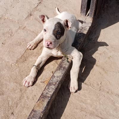 jismein Lena ho raabta Karen