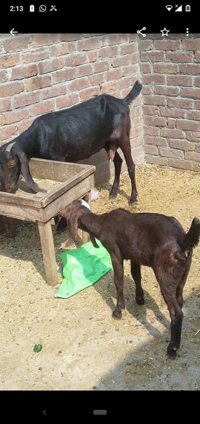 dasi bakri with 1kid